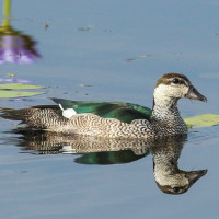 Green Pygmy-Goose